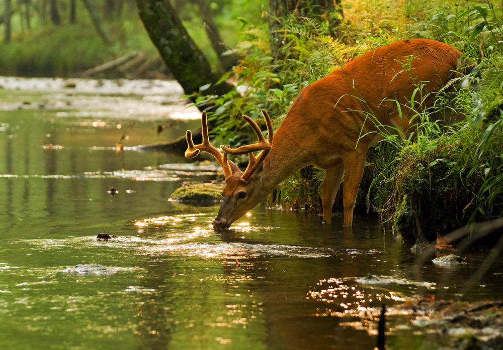 სურვილი - სულიერი სწრაფვა, ნატვრა