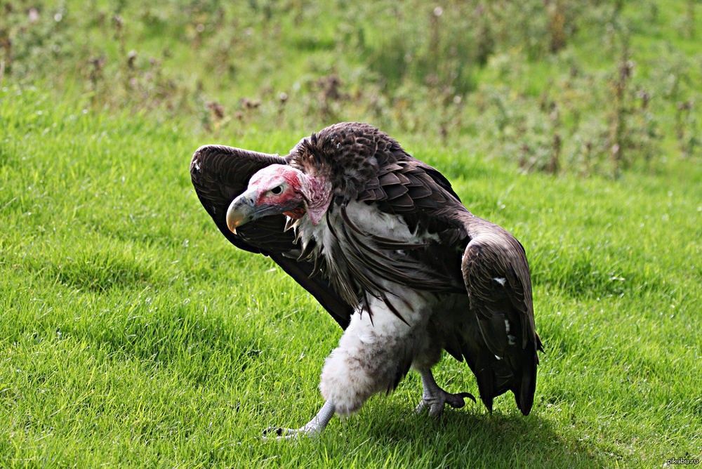 სვავი - დიდი მტაცებელი ფრინველი