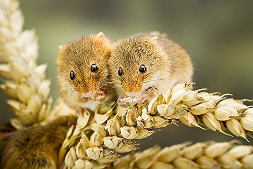 თაგვები