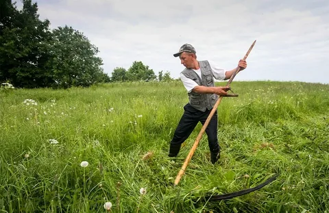 თიბვა, თივა