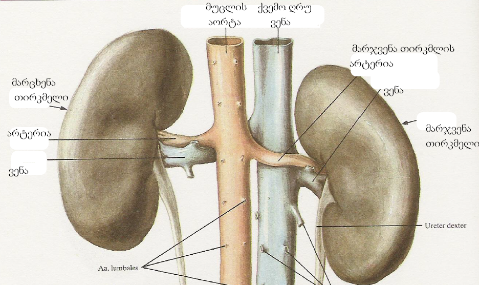 თირკმელები