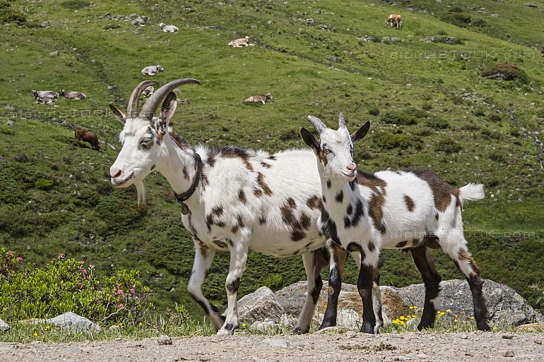 თხა, ვაცი, (თ)ციკანი