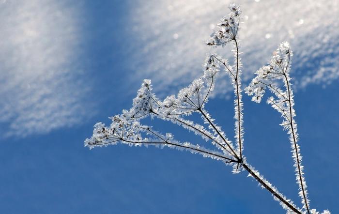 თრთვილი, ჭირხლი - თოვლის კრისტალები შეგრილებულ ზედაპირზე