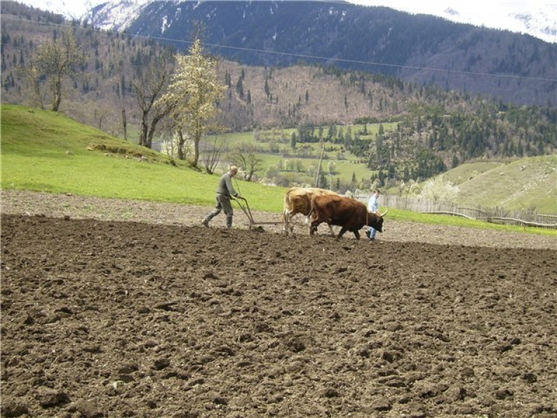 ცხოველებზე ზრუნვის შესახებ