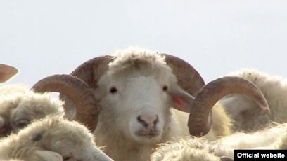 ცხვარი, ბატკანი, კრავი, ერკემალი, ვერძი, ნერბი