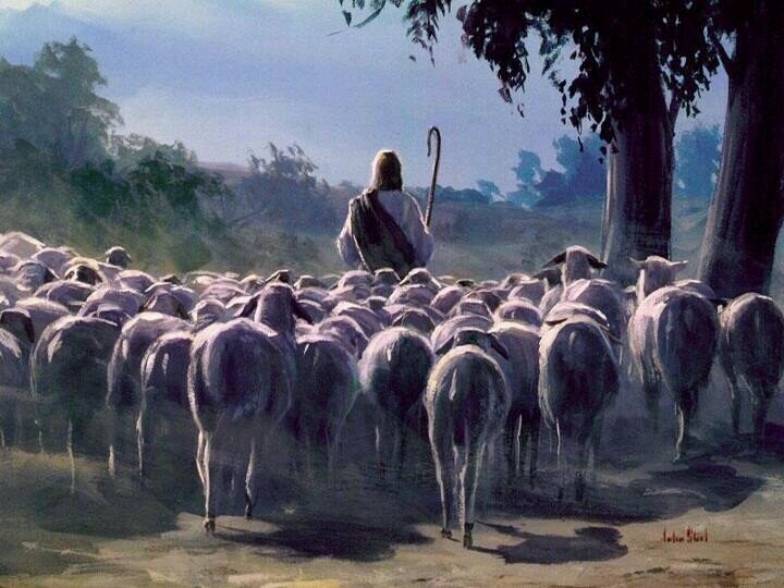 ცხვრები იცნობენ თავისი მწყემსის ხმას და მიჰყვებიან