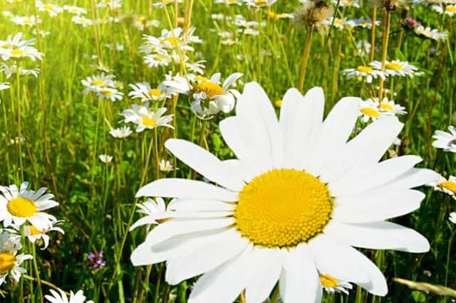 უფალს ადიდებს ყოველი არსი