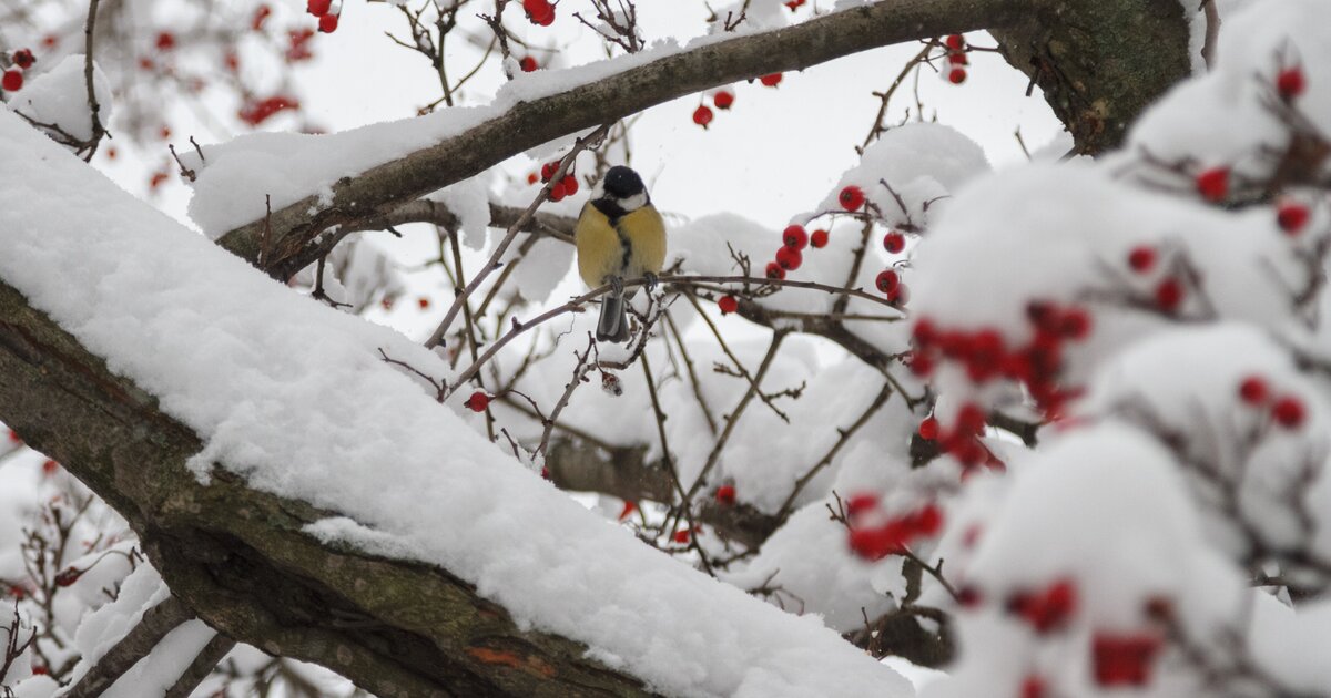 ზამთარი ბიბლიაში