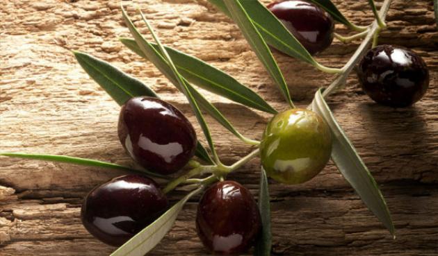 ზეთისხილი ბიბლიაში